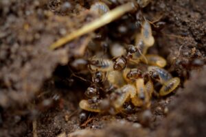 termites plotting to enter a home's crawlspaces. prevent termites now