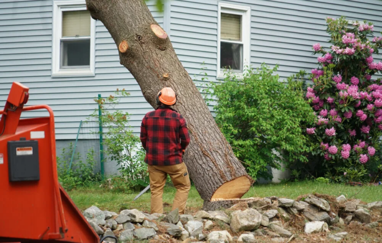 Tree Removal Belleville Il 768x490