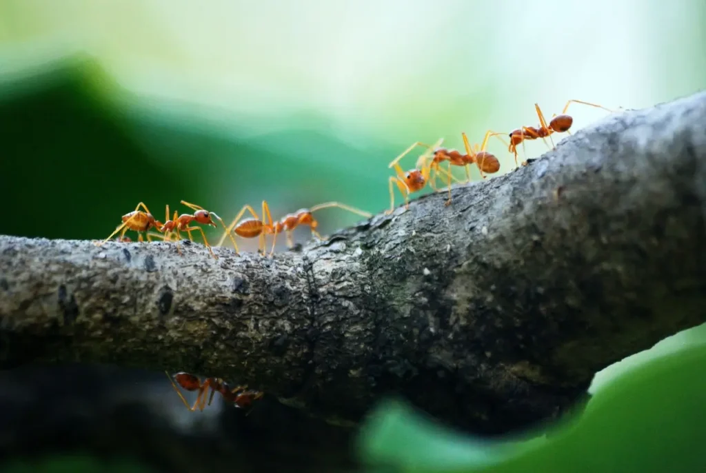 Picture of ants on a log for the blog about the best pest control services in Lenoir, NC. 