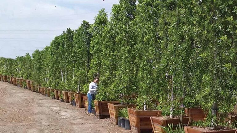 additional photo 2 1 768x431